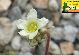 Saxifraga paniculata fleur