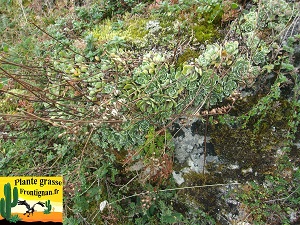 Saxifraga paniculata