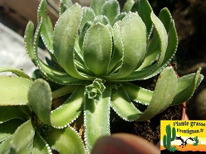 Saxifraga paniculata