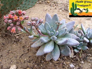 Sedeveria Blue Mist