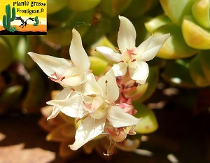 Sedum Golden Glow