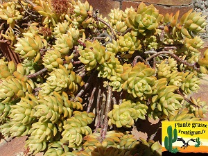 Sedum Golden Glow