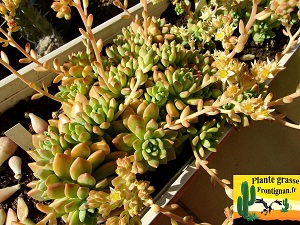 Sedum Gospo