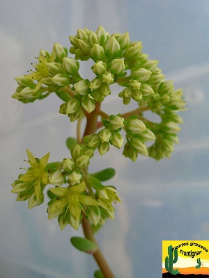 Sedum Sandra Mottram