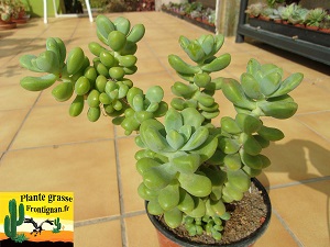 Sedum Sandra Mottram