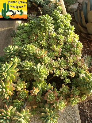 Sedum Wayra