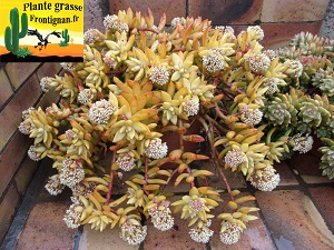 Sedum adolphi