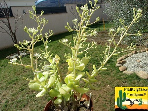 Sedum alexanderi