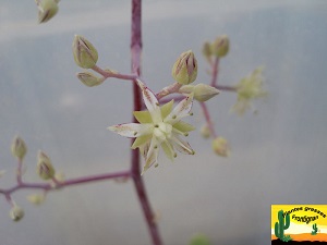 Sedum allantoides