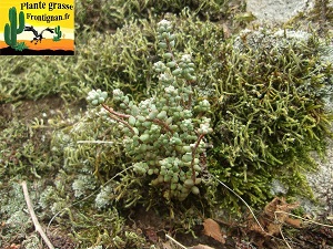 Sedum brevifolium