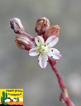 Sedum brevifolium