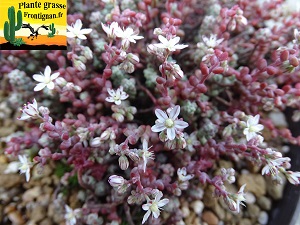 Sedum brevifolium