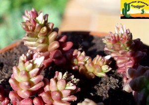 Sedum caespitosum