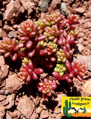 Sedum caespitosum