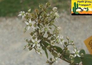 Sedum cepaea