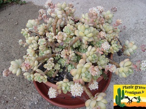 Sedum clavatum