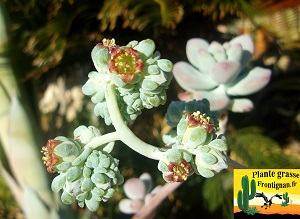 Sedum commixtum