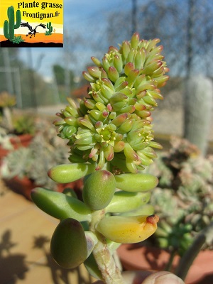 Sedum corynephyllum