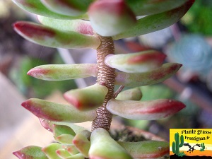 Sedum cuspidatum