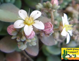 Sedum dasyphyllum