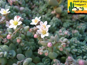 Sedum dasyphyllum