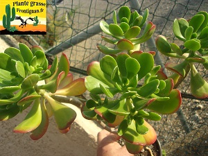 Sedum dendroideum