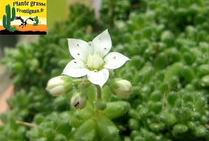 Fleur blanche Sedum hirsutum ssp hirsutum