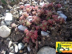 Sedum hirsutum ssp hirsutum en hiver