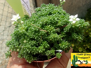 Floraison Sedum hirsutum ssp hirsutum