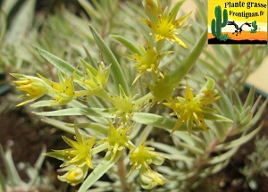 Sedum lineare fa variegatum