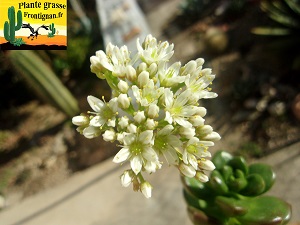 Sedum lucidum Obesum