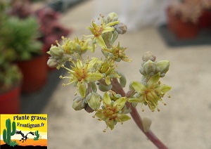 Sedum macdougallii