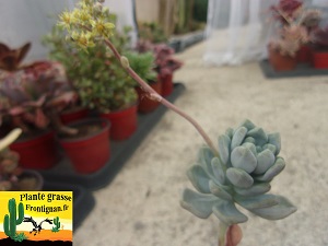 Sedum macdougallii