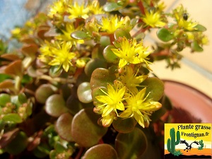 Sedum makinoi