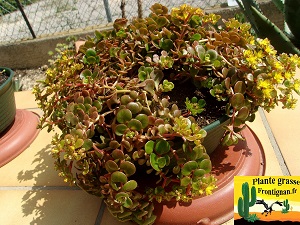 Sedum makinoi