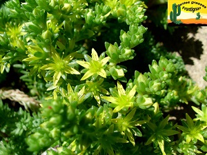 Sedum multiceps