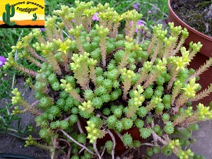 Sedum multiceps