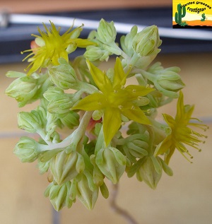 Sedum pachyphyllum