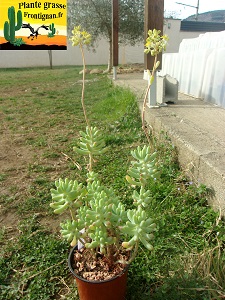 Sedum pachyphyllum