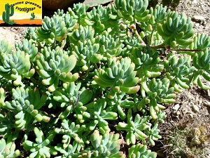 Sedum pachyphyllum