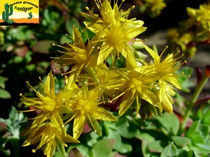 Sedum palmeri