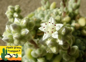 Sedum piaxtlaense