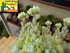 Sedum piaxtlaense