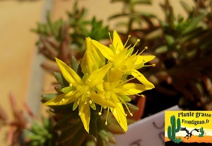 Sedum reptans fleur