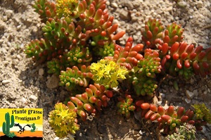 Sedum rubrotinctum