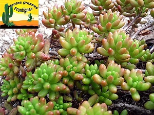 Sedum rubrotinctum