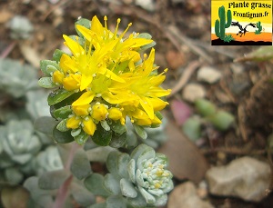 Sedum spathulifolium ssp pruinosum