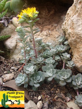 Sedum spathulifolium ssp pruinosum