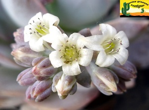 Sedum suaveolens