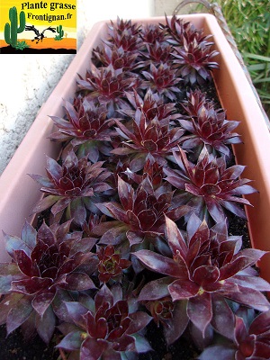 Sempervivum PGF32